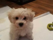 Affectionate Bichon Frise Puppies ready for Rehoming Image eClassifieds4U