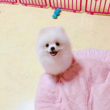 Affectionate Teacup Pomeranian Available text (205) 740-9695 Image eClassifieds4u 2