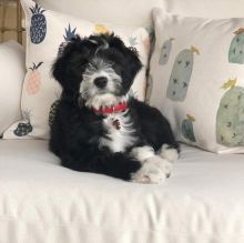 Aussiedoodle Puppies Image eClassifieds4u 2