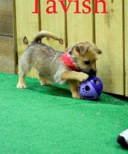 Beautiful white Cairn Terrier Puppies Available Free Image eClassifieds4U