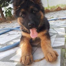 German Shepard Puppies Available for Free Adoption Image eClassifieds4u 2