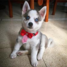 Pomsky Puppies Available Image eClassifieds4u 2