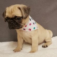 Priceless White Pug Puppy For Adoption Image eClassifieds4u 2