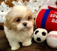 Shih Tzu Puppies for Re-homing. Text (205) 740-9695 Image eClassifieds4u 2