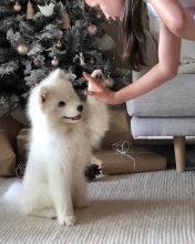 Snow white Samoyed Puppies available Image eClassifieds4U