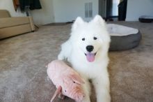 Sweet and adorable Samoyed puppies ready for a loving home Image eClassifieds4u 2