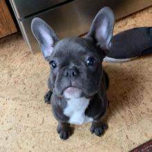 Well Trained French Bulldog Puppies. Text (205) 740-9695 Image eClassifieds4u 2