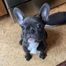 Well Trained French Bulldog Puppies Image eClassifieds4u 3