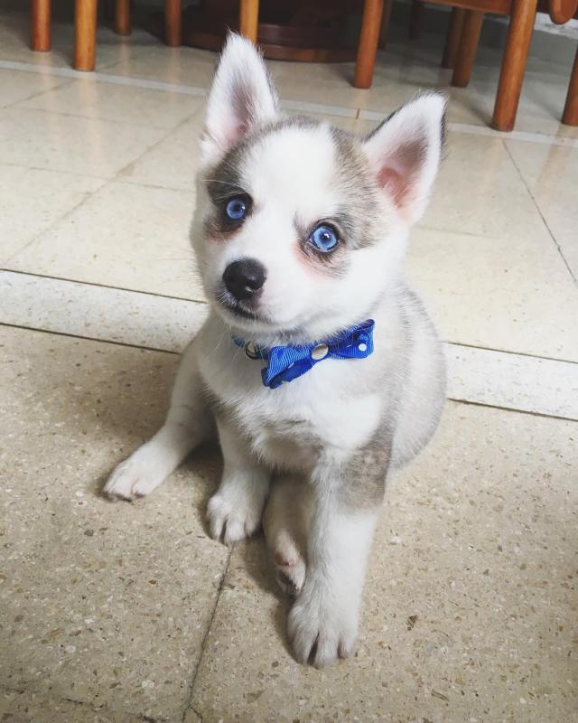 Pomsky Puppies Available Image eClassifieds4u