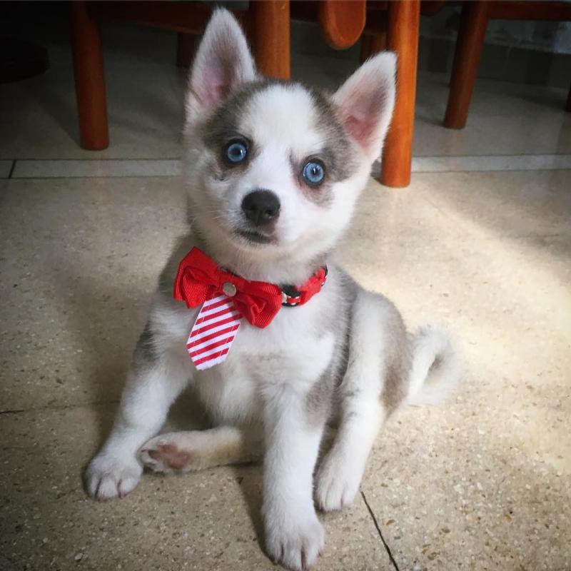 Pomsky Puppies Available Image eClassifieds4u