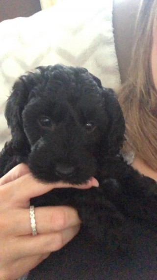 Pure bred Toy Poodle Puppies. Image eClassifieds4u