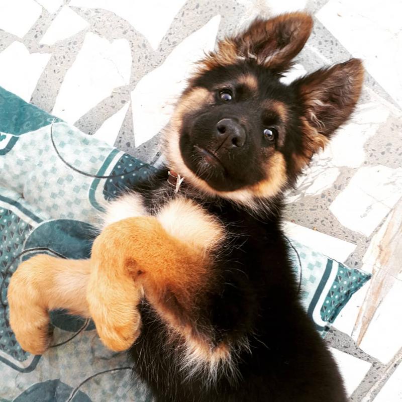 Quality German Shepherd puppies. Text (205) 740-9695 Image eClassifieds4u