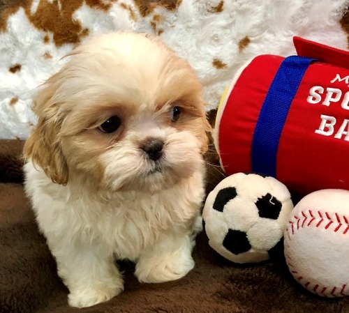 Shih Tzu Puppies for Re-homing. Text (205) 740-9695 Image eClassifieds4u