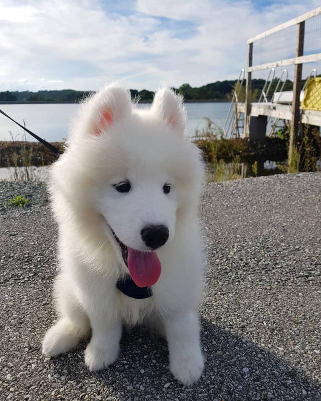 Sweet and adorable Samoyed puppies ready for a loving home. Text (205) 740-9695 Image eClassifieds4u