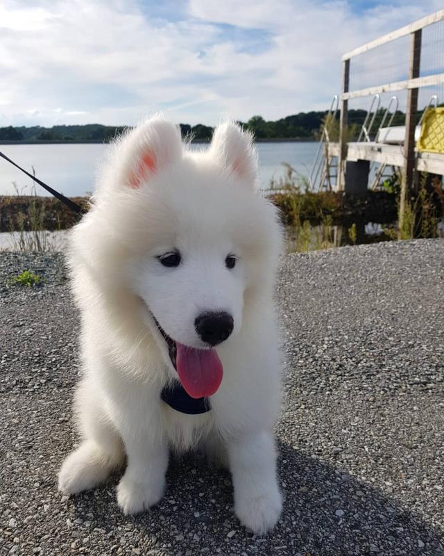 Sweet and adorable Samoyed puppies ready for a loving home Image eClassifieds4u