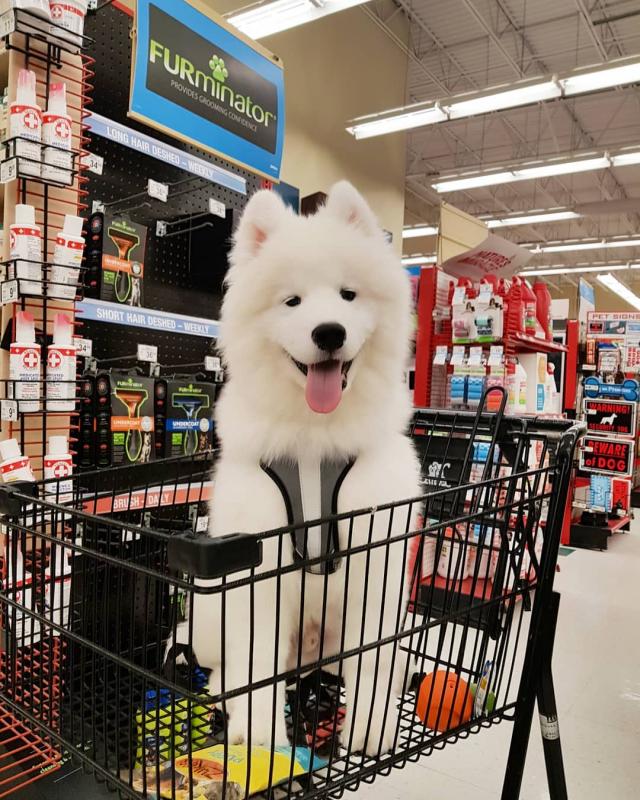 Sweet and adorable Samoyed puppies ready for a loving home Image eClassifieds4u