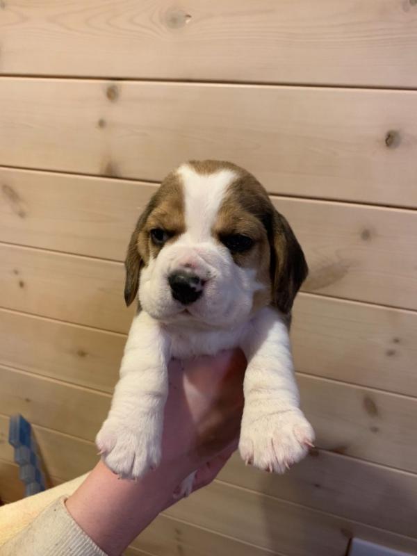 Sweet Male and Female Beagle puppies for adoption. Image eClassifieds4u