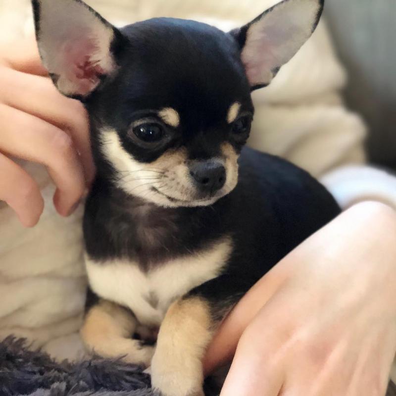 Two Chihuahua Puppies For Re-homing Image eClassifieds4u