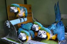 Available African Grey,Timneh Grey,Umbrella atoo,Hyacinths Macaw