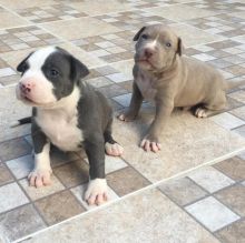 AWESOME PERSONALITY CKC BLUE NOSE AMERICAN PITBULL TERRIER PUPPIES