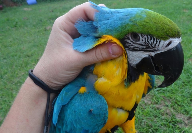 Available African Grey,Timneh Grey,Umbrella atoo,Hyacinths Macaw Image eClassifieds4u