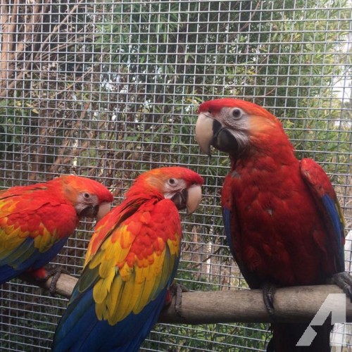 Available Hyacinths Macaw, Blue and Gold Macaw Image eClassifieds4u