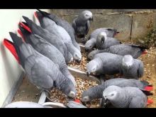 Available African Grey,Timneh Grey,Umbrella atoo,Hyacinths Macaw Image eClassifieds4u 2