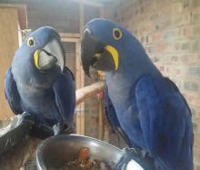 Available African Grey,Timneh Grey,Umbrella atoo,Hyacinths Macaw Image eClassifieds4u 4