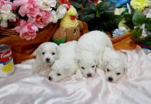 Bichon Frise Litter trained CKC/AKC REG PB Puppies