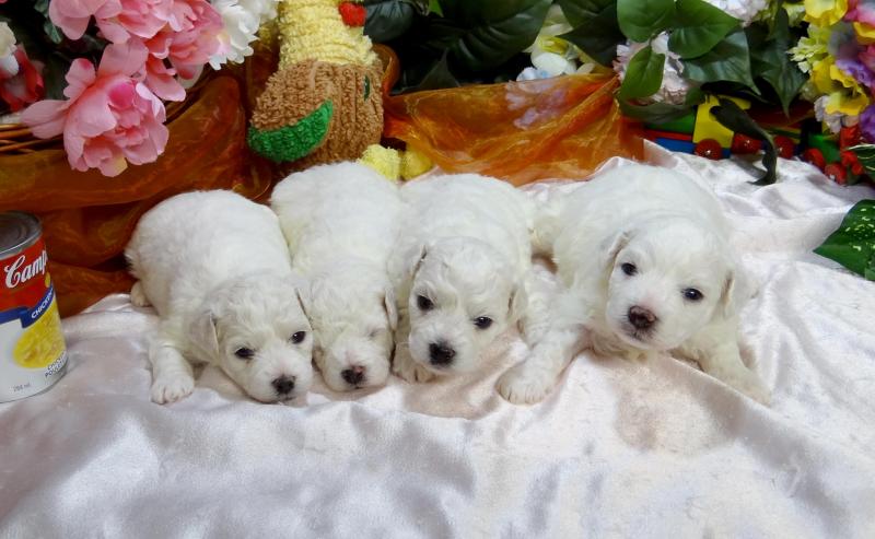 Bichon Frise Litter trained CKC/AKC REG PB Puppies Image eClassifieds4u