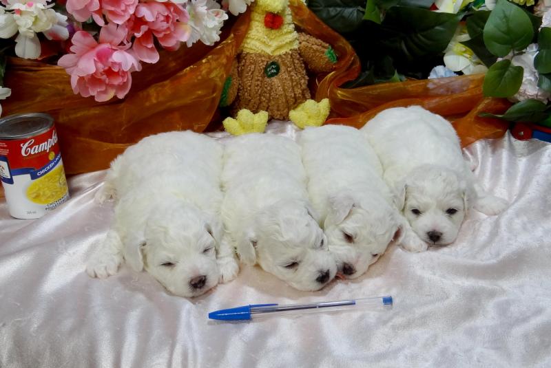 Bichon Frise Litter trained CKC/AKC REG PB Puppies Image eClassifieds4u