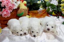 Bichon Frise Litter trained CKC/AKC REG PB Puppies Image eClassifieds4u 4