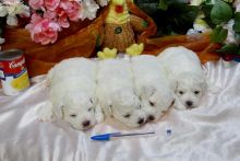 Bichon Frise Litter trained CKC/AKC REG PB Puppies Image eClassifieds4u 2