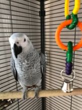 African Grey parrot For Sale