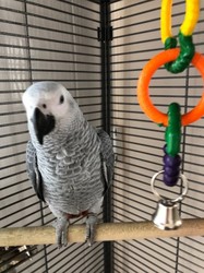 African Grey parrot For Sale Image eClassifieds4u