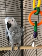 African Grey parrot For Sale Image eClassifieds4u 1
