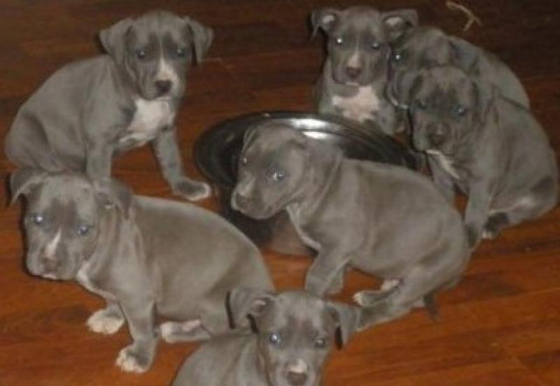 Amazing Blue nose American Pitbull terrier puppies available Image eClassifieds4u