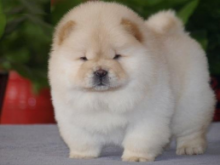 C.K.C MALE AND FEMALE CHOW CHOW PUPPIES AVAILABLE Image eClassifieds4U