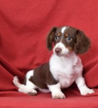 C.K.C MALE AND FEMALE DACHSHUND PUPPIES AVAILABLE Image eClassifieds4U