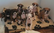 Boxer puppies available fawn white and brindle pups