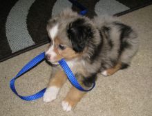 Adorable Australian Shepherd Puppies For Adoption