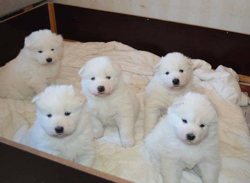 Charming Samoyed pups male and female Available Image eClassifieds4u
