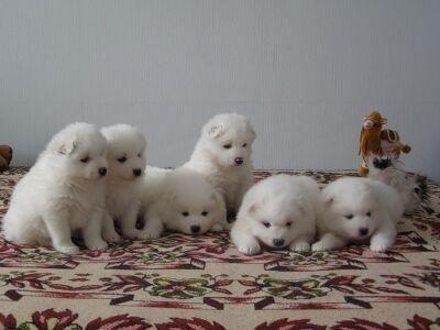 Charming Samoyed pups male and female Available Image eClassifieds4u