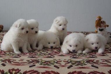 Cute Samoyed Puppies Available Image eClassifieds4u