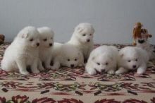 Charming Samoyed pups male and female Available Image eClassifieds4U