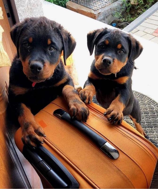 ☂️ ☂️ ☂️Energetic Ckc Rottweiler Puppies Available For Adoption Image eClassifieds4u