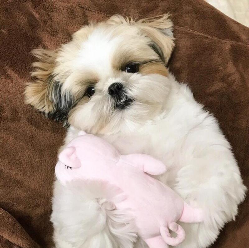 ☂️ ☂️ ☂️Eye-catching Ckc Shih Tzu Puppies For Re-Homing Image eClassifieds4u