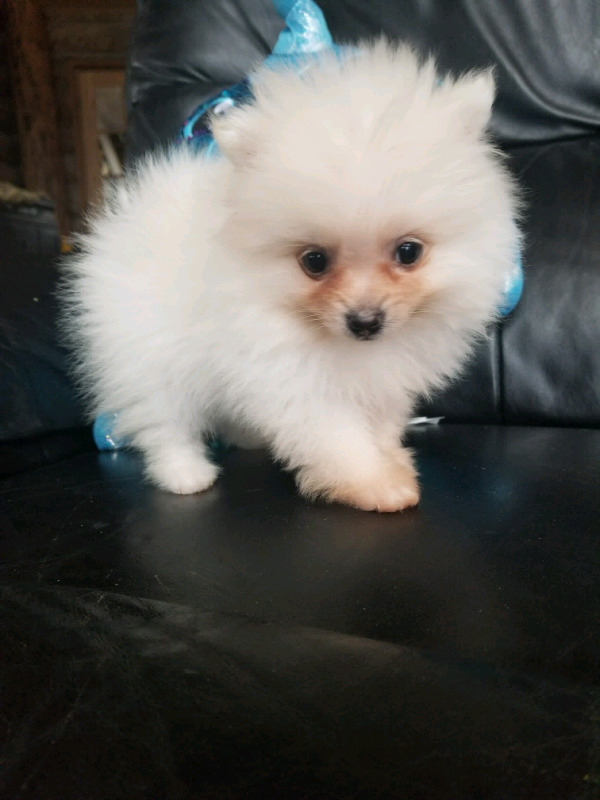 ╬╬ Pedigree Pomeranian Puppies For Sale ╬╬ ╬╬ Image eClassifieds4u