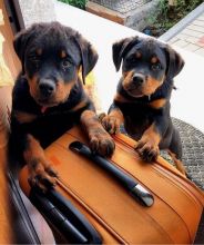 ☂️ ☂️ ☂️Energetic Ckc Rottweiler Puppies Available For Adoption