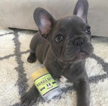 ☂️ ☂️ ☂️ Smart Ckc French Bulldog Puppies For Adoption ☂️ ☂️ ☂️